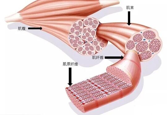 肌肉结构.jpg
